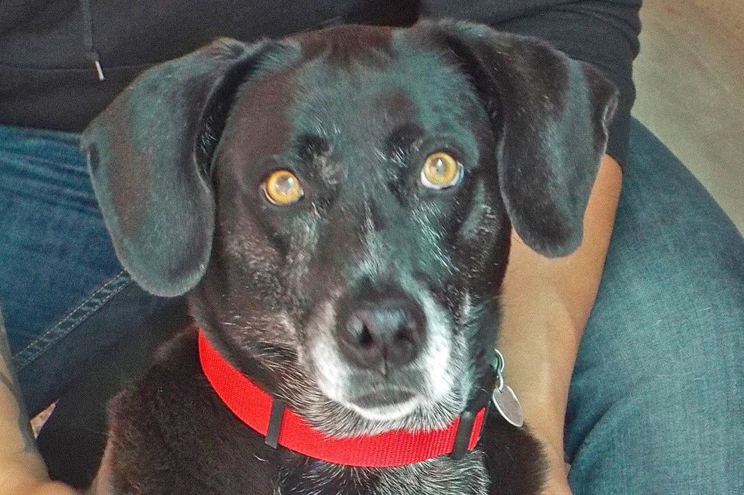 Adopt a friend: Estrella